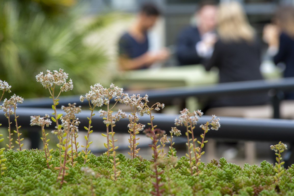 iXcampus verdure extérieur