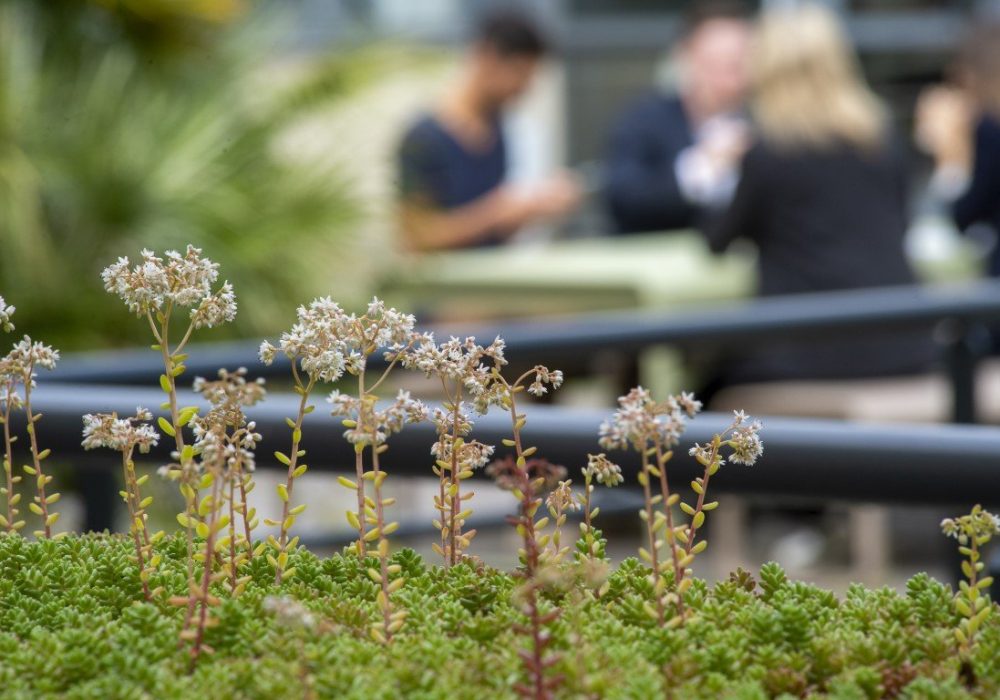 iXcampus verdure extérieur
